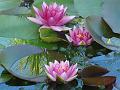 2013-09-02-1555_Water_Lily_25,1C